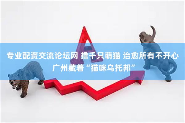 专业配资交流论坛网 撸千只萌猫 治愈所有不开心 广州藏着“猫咪乌托邦”